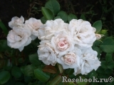 Aspirin Rose