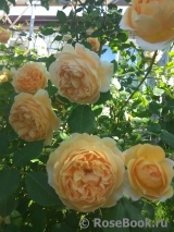 Crown Princess Margareta®