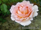 Abraham Darby