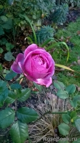 Rose Thelma