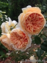 Crown Princess Margareta®