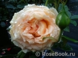 Abraham Darby