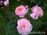 The Alnwick Rose