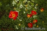 Rosa foetida Bicolor