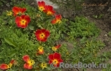 Rosa foetida Bicolor