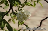 Rosa banksiae alba