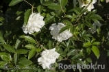 Rosa banksiae alba