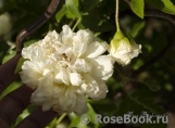 Rosa banksiae alba