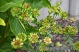 Viridiflora