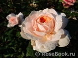 Crocus Rose® 