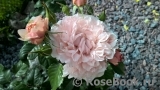 Rose de Tolbiac ®