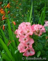 Pink  Blanket