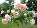 Abraham Darby