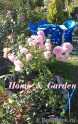 Home & Garden