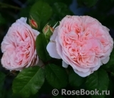 Rose de Tolbiac ®