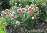 Abraham Darby