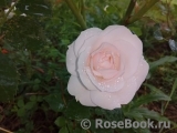 Aspirin Rose