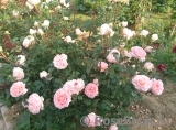 Abraham Darby