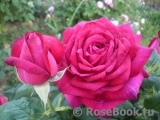 Johann Wolfgang von Goethe Rose®