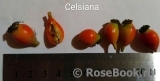 Celsiana