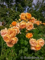 Crown Princess Margareta®