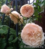 Rose de Tolbiac ®