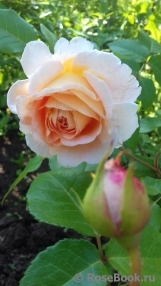 Abraham Darby