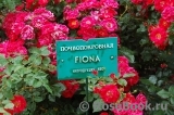 Fiona