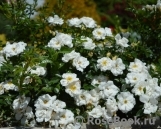 Bees Paradise Rose White