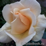 Debbie Phillips Rose