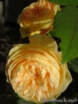 Crown Princess Margareta®