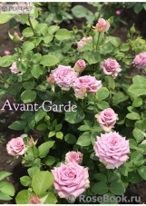 Avant Garde