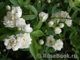 Rosa banksiae alba