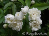 Rosa banksiae alba