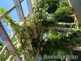 Scarman's Himalayan Musk