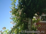 Scarman's Himalayan Musk