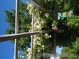 Scarman's Himalayan Musk