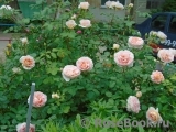 Abraham Darby