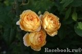 Crown Princess Margareta®