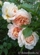 Abraham Darby