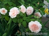 Rose de Tolbiac ®