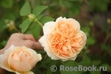 Crown Princess Margareta®