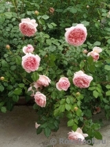 Abraham Darby