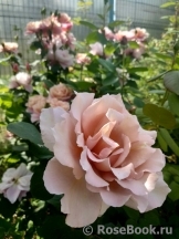 Julia's Rose