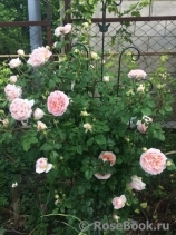 Abraham Darby