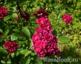 Crimson Rambler