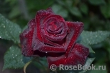 Black Baccara