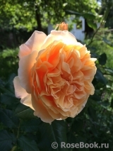 Crown Princess Margareta®