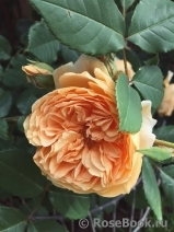 Crown Princess Margareta®