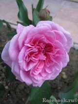 Gertrude Jekyll